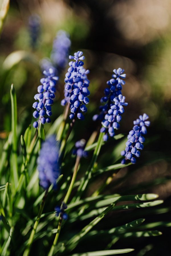 Liriope muscari ‘Ingwersen’