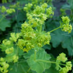 Alchemilla ‘Mollis’