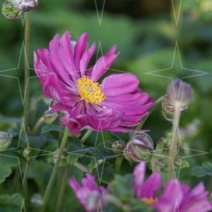 Anemone Hupehensis ‘Prinz Heinrich’