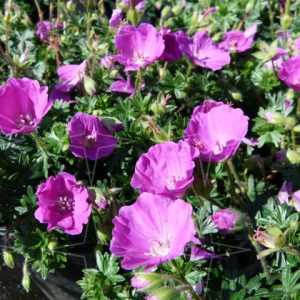 Geranium sanguineum ‘Max Frei’