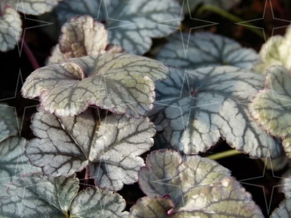 Heuchera ‘Silver Scrolls’