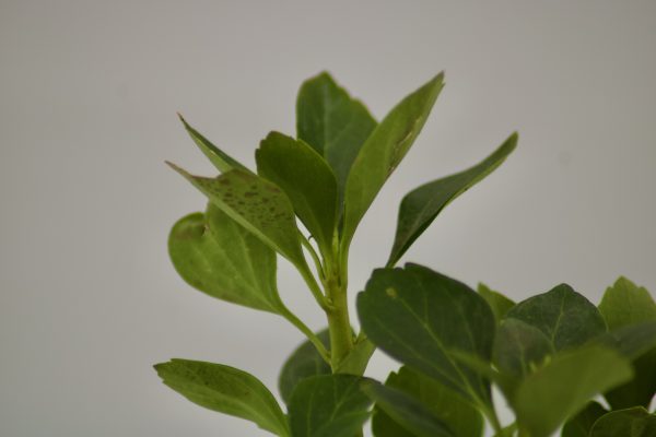 Pachysandra Terminalis