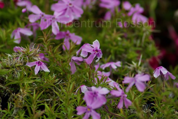 phlox subulata moerheimii