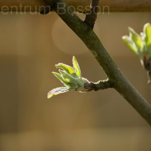 Malus domestica ‘Benoni’ Lei-appel