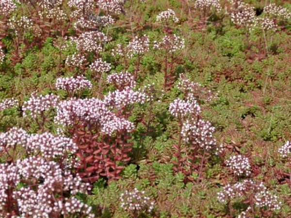 Sedum Album
