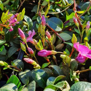 Vinca minor ‘Atropurpurea’