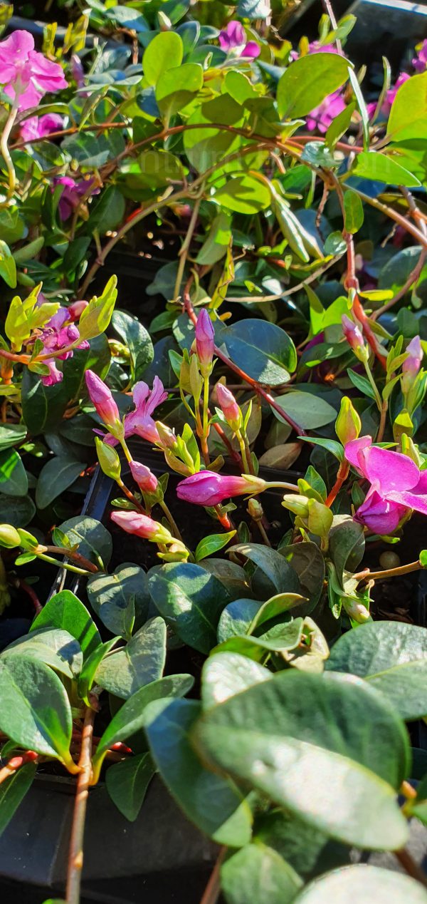 Vinca minor ‘Atropurpurea’