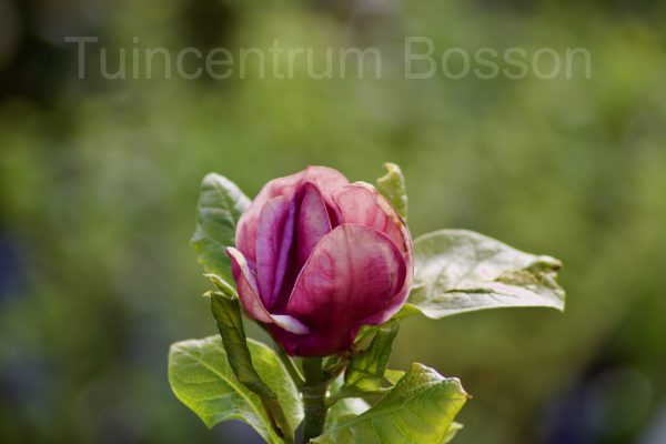 Magnolia ‘Genie’