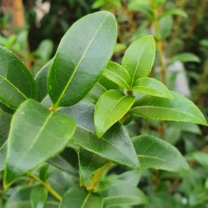 Osmanthus Burkwoodii