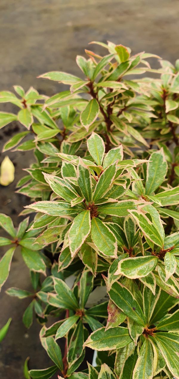 Pieris Japonica 'Little Health'