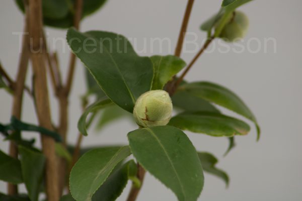 Camellia Wheeler