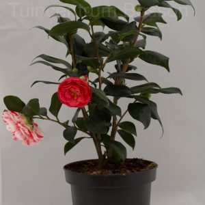 Camellia Japonica Jaspeada rosa