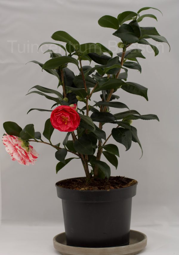 Camellia Japonica Jaspeada rosa