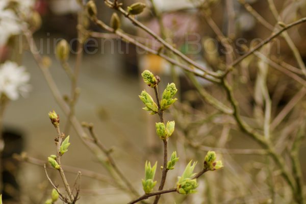 Syringa Madame Lemoine