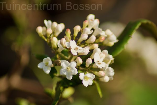 Viburnum BurkWoodii