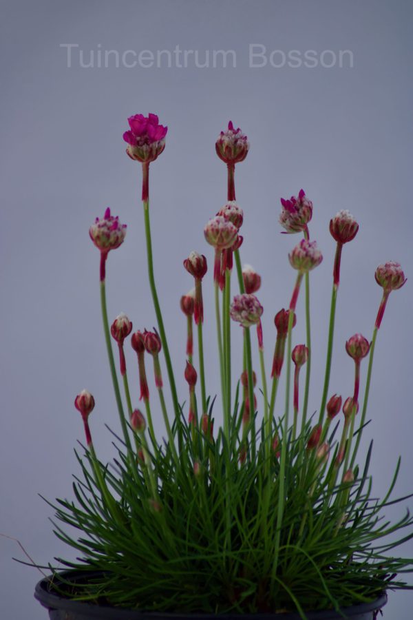 Armeria Maritima Splendens