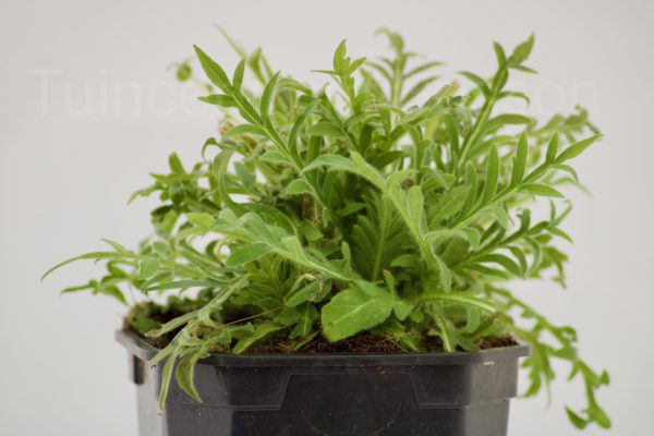 Knautia arvensis
