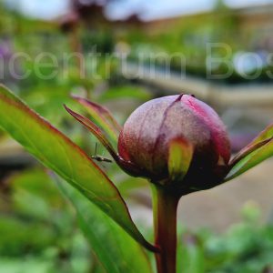 Paeonia White Wings
