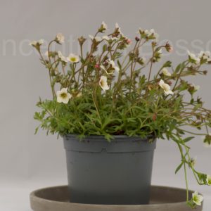 Saxifraga Marto
