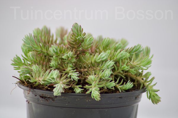 Sedum Reflexum