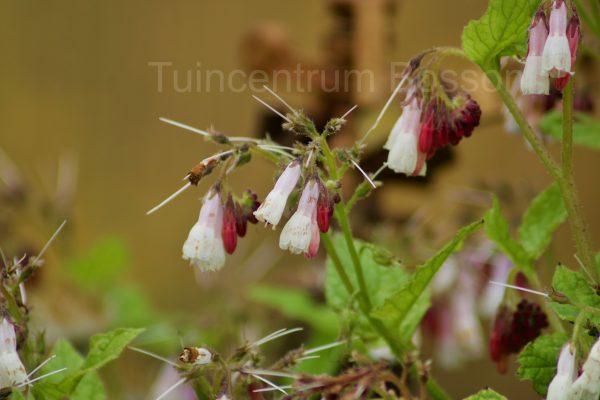 Symphytum Grandiflorum Hidcote Blue