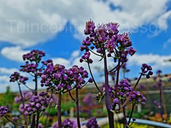Thalictrum Nimbus Pink