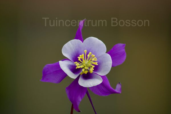 Aquilegia Mrs M. Nicholls