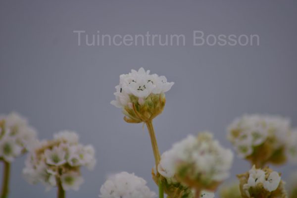 Armeria maritima Alba