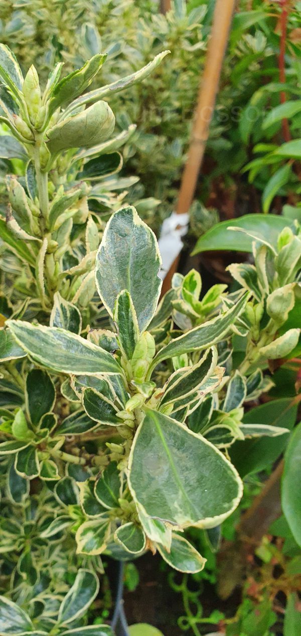 Euonymus Americanus