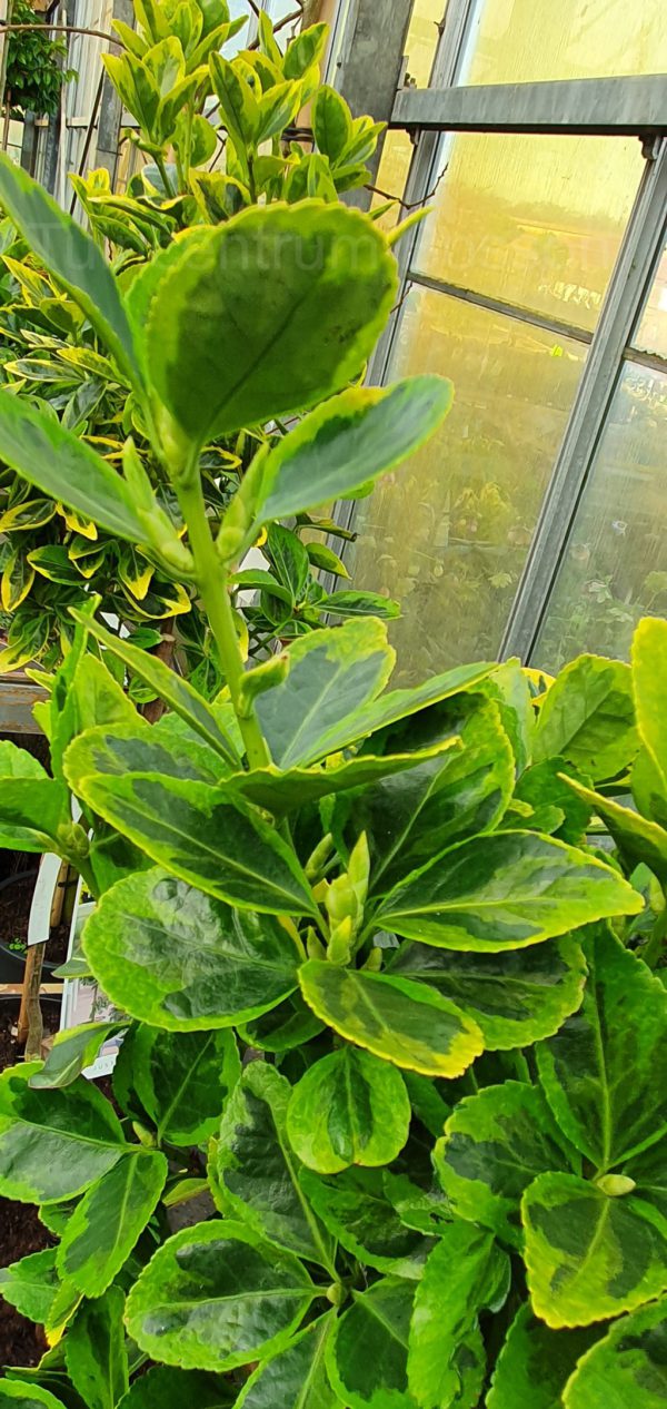 Euonymus Japonicus Marieke