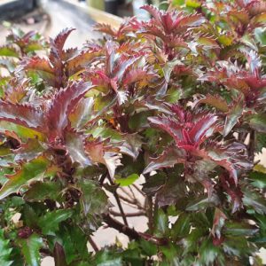 Ilex Little Rascal