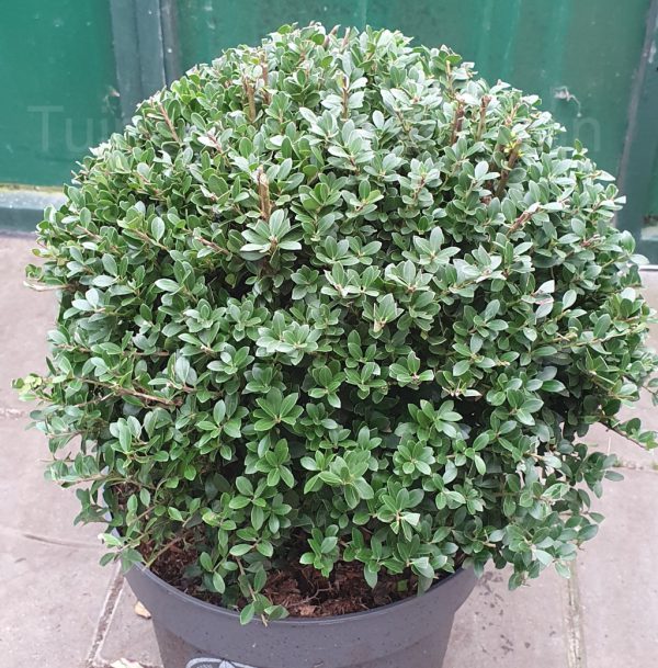 Ilex Dark Green