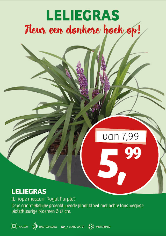 Leliegras Aanbieding