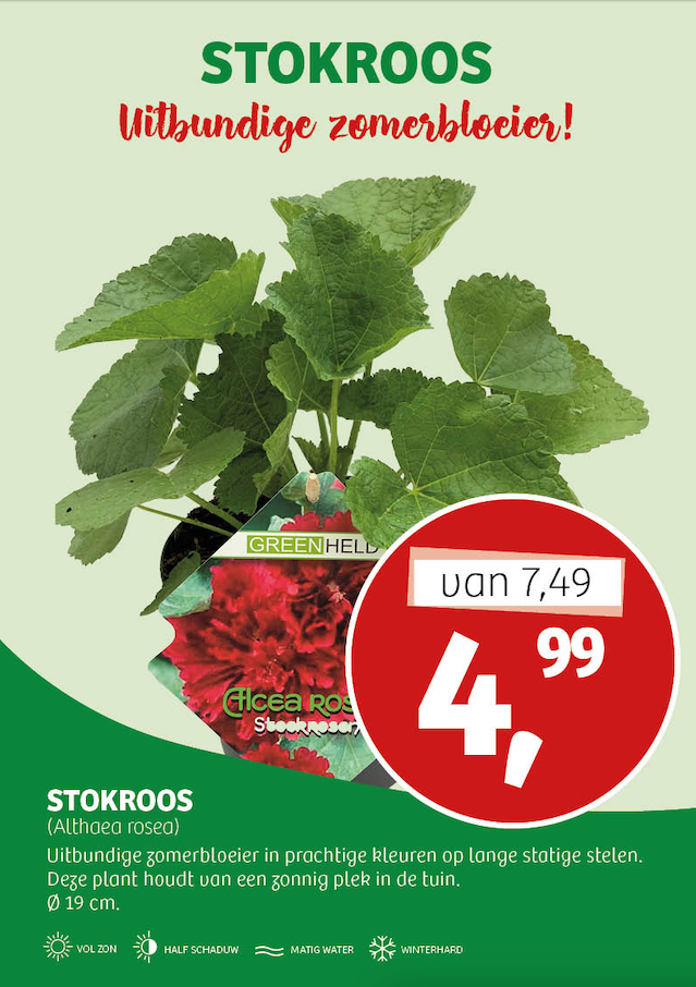Stokroos Aanbieding