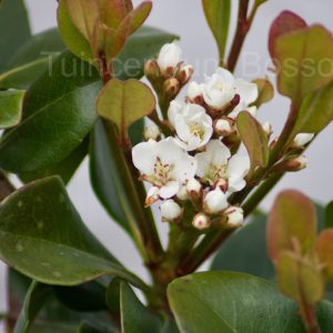 Rhaphiolepis Umbellata Ovata