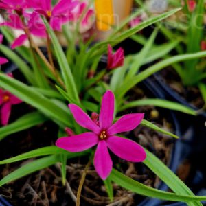 Rhodoxis Fairy Tale