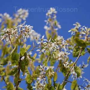 Amelanchier Lamarckii