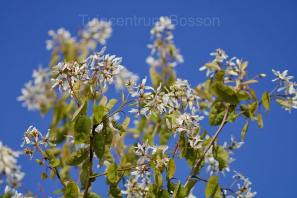 Amelanchier Lamarckii