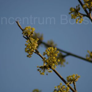 Cornus mas