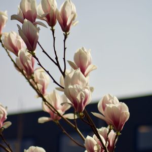 Magnolia Soulangeana