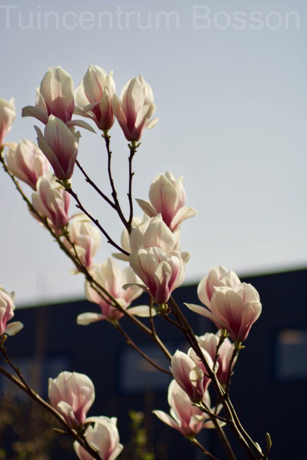 Magnolia Soulangeana