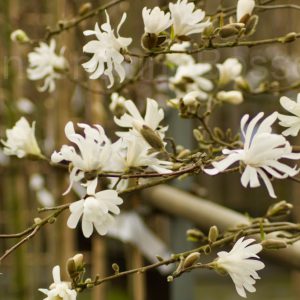 Magnolia stellata Royal star