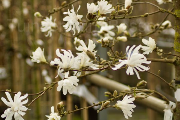 Magnolia stellata Royal star
