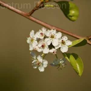 Pyrus Calleryana Chanticleer