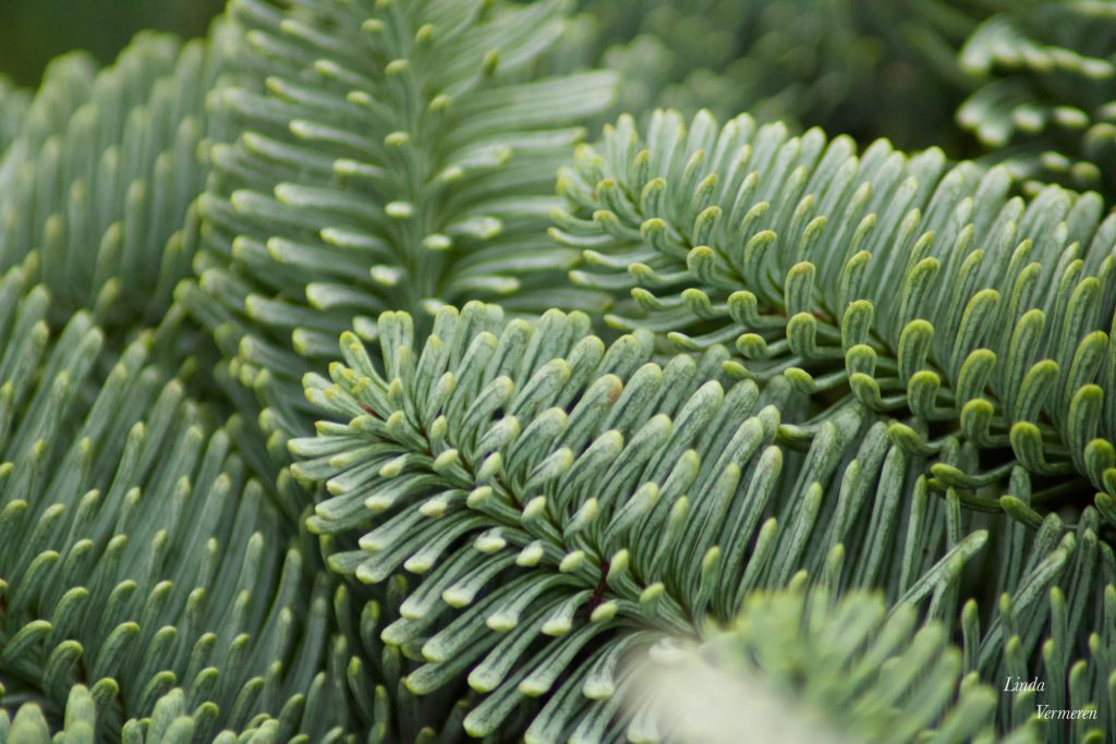 Tuincentrum Bosson Kerst afbeelding